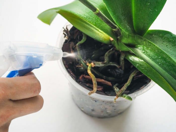 опрыскивание орхидеи янтарной кислотой