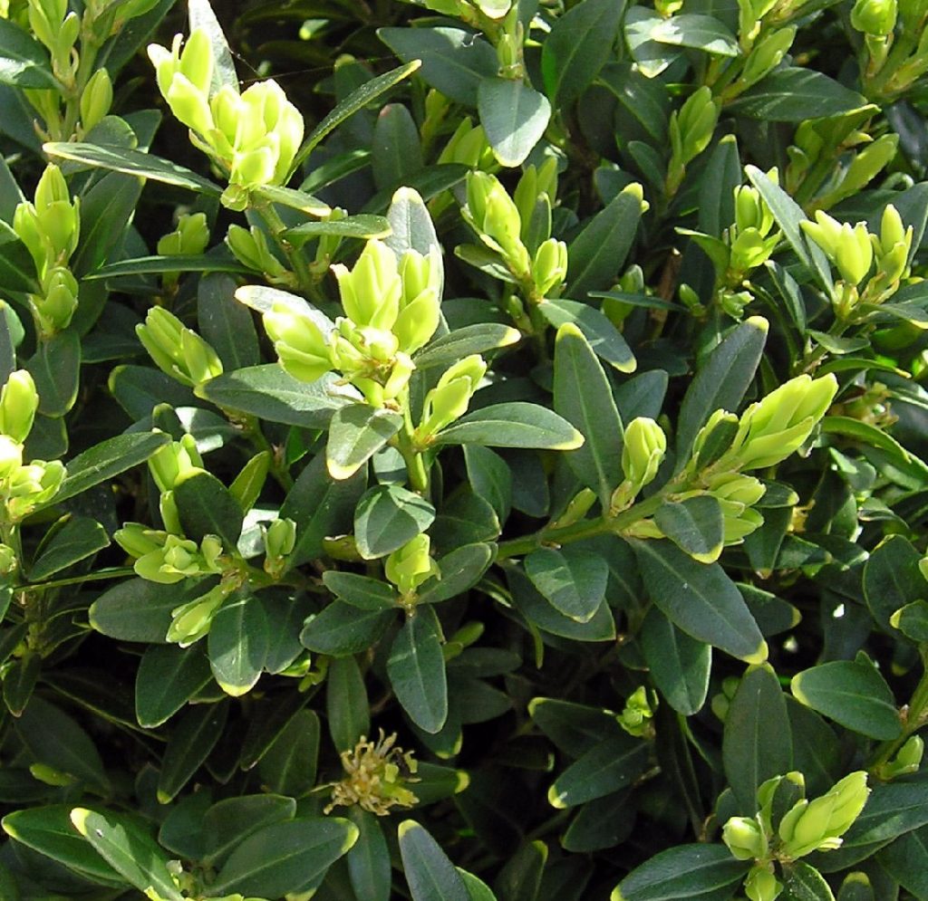 Самшит latifolia maculata